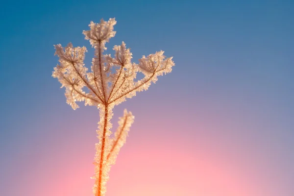 Замерзшая трава в снегу — стоковое фото