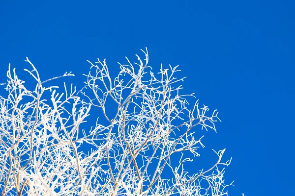 Winter frosty morning — Stock Photo, Image