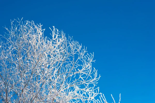 Mañana helada de invierno — Foto de Stock