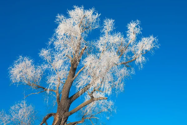 Inverno mattina gelida — Foto Stock