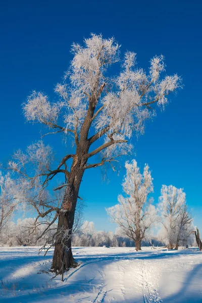 Pittoresca vista della foresta innevata — Foto Stock