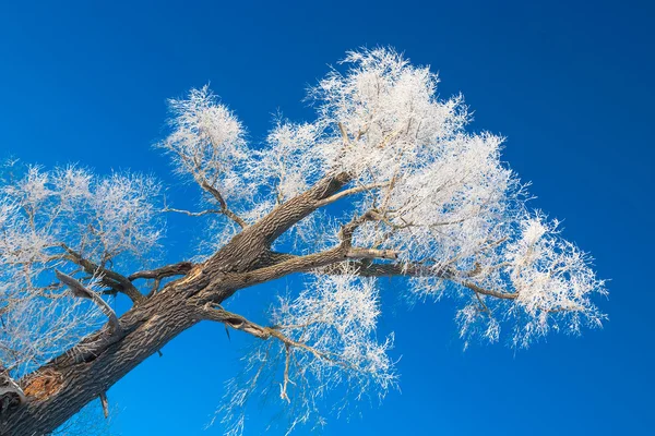 Inverno mattina gelida — Foto Stock