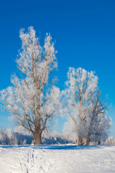 Pittoresca vista della foresta innevata — Foto Stock