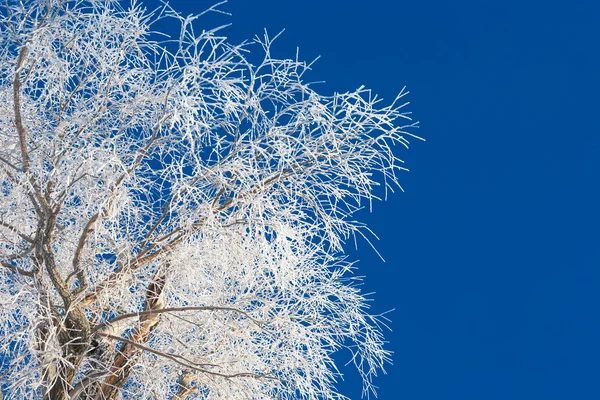 Frosty winterochtend — Stockfoto