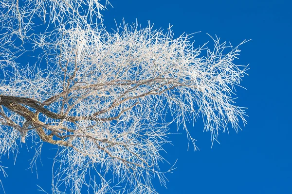 Mañana helada de invierno —  Fotos de Stock