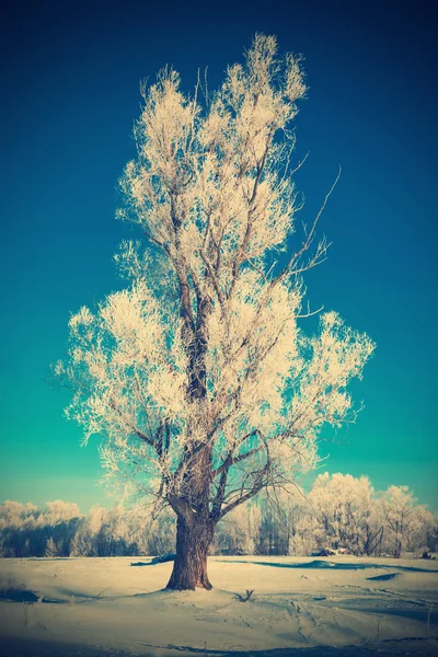 Pittoresca vista della foresta innevata — Foto Stock