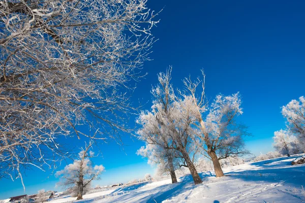 Festői kilátás nyílik a havas erdőben — Stock Fotó