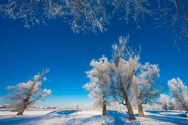 Pittoresca vista della foresta innevata — Foto Stock