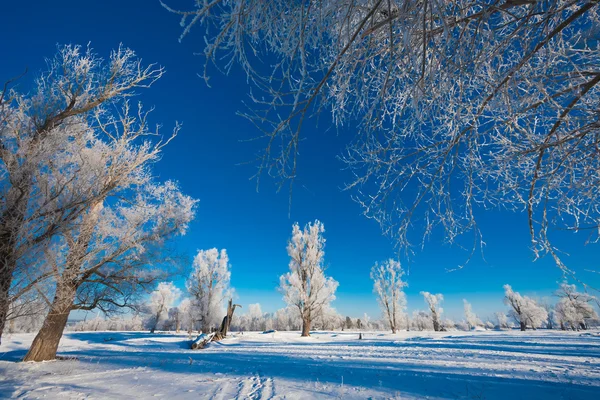 Pittoresca vista della foresta innevata — Foto Stock