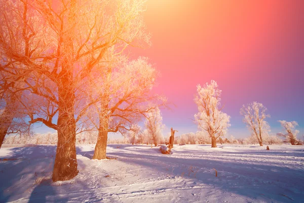 如画的风景的白雪皑皑的丛林 — 图库照片