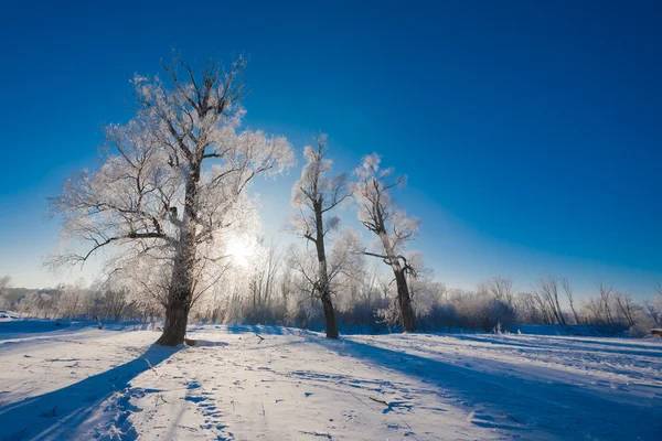 Vue pittoresque de la forêt enneigée — Photo