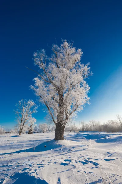 Pittoresca vista della foresta innevata — Foto Stock