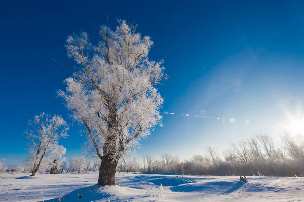 Pintoresca vista del bosque nevado — Foto de Stock