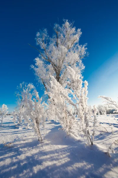 Árboles y arbustos cubiertos de nieve — Foto de Stock