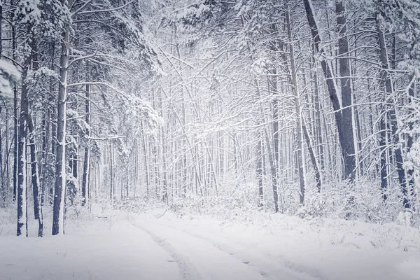 Живописный вид снежного леса — стоковое фото