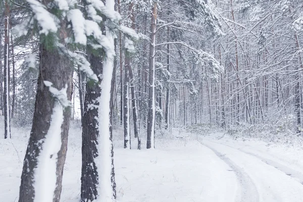 Festői kilátás nyílik a havas erdőben — Stock Fotó