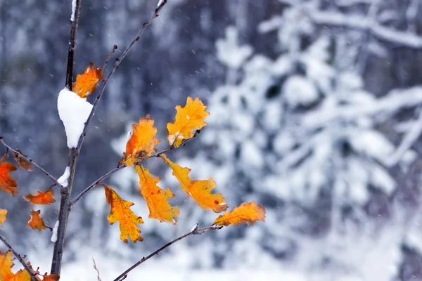 Gul Eklöv — Stockfoto