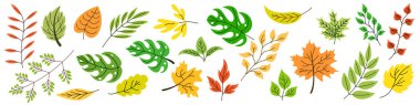 Sonbahar yaprakları. Renkli dallar izole edilmiş. Sonbahar dalları seti. Vektör illüstrasyonu.