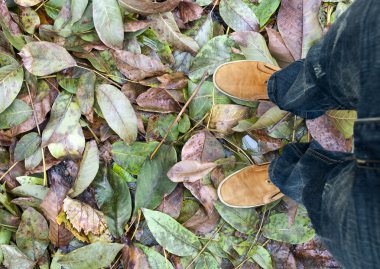 Bacaklar yaprakları