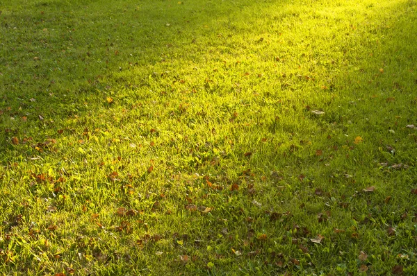 Green grass texture from a field — Stock Photo, Image