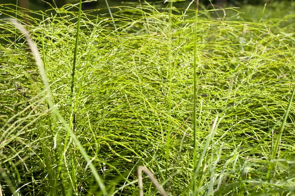 Textura de hierba verde de un campo — Foto de Stock