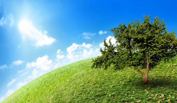 Großer einsamer Baum — Stockfoto