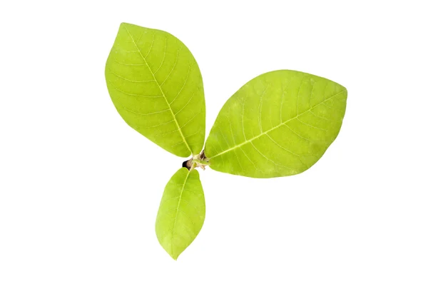 Groene plant geïsoleerd over Wit. — Stockfoto