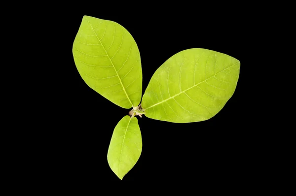 Groene bladeren op zwarte achtergrond — Stockfoto