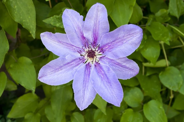 Jeden kwiat powojnika — Zdjęcie stockowe
