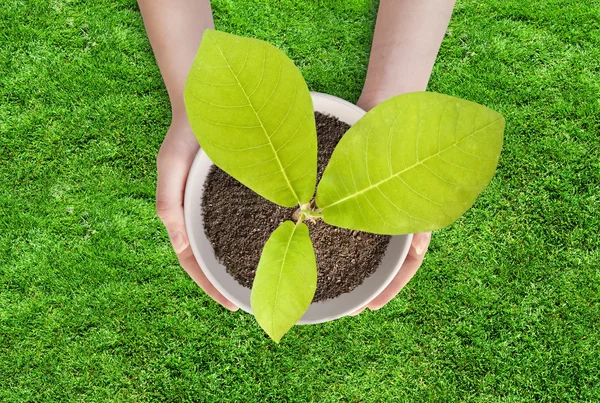 Topfmagnolie in weiblichen Händen. — Stockfoto