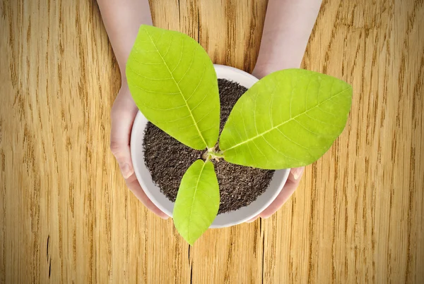 Topfmagnolie in weiblichen Händen. — Stockfoto