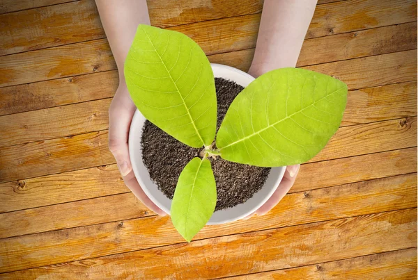 Pot magnolia dans les mains des femmes . — Photo