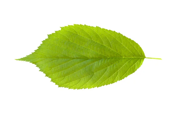 Feuilles de framboise isolées — Photo