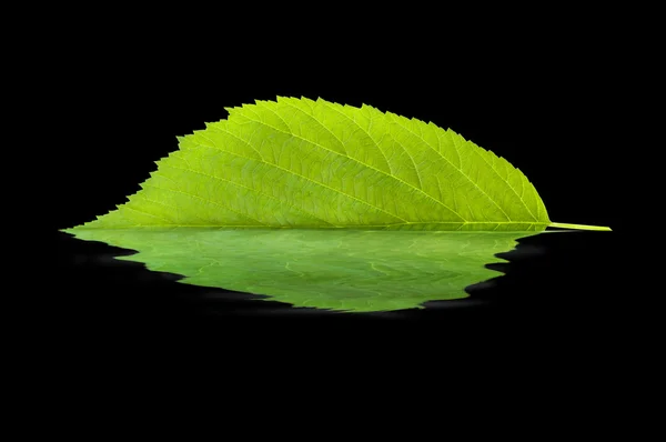 Blad weerspiegeling in het water — Stockfoto