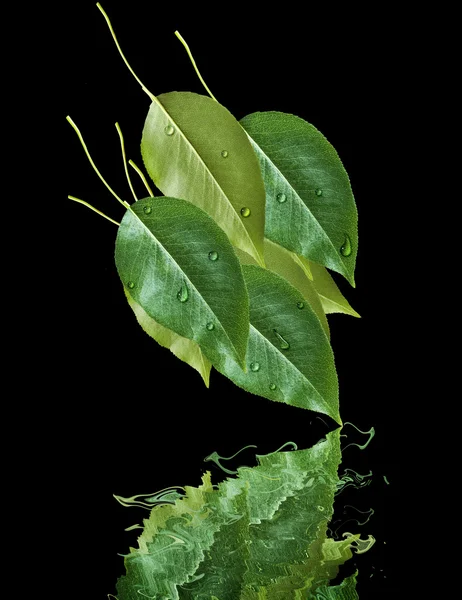 Grünes Blatt, das in reinem Wasser reflektiert. — Stockfoto