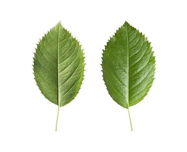 Groene bladeren geïsoleerd — Stockfoto