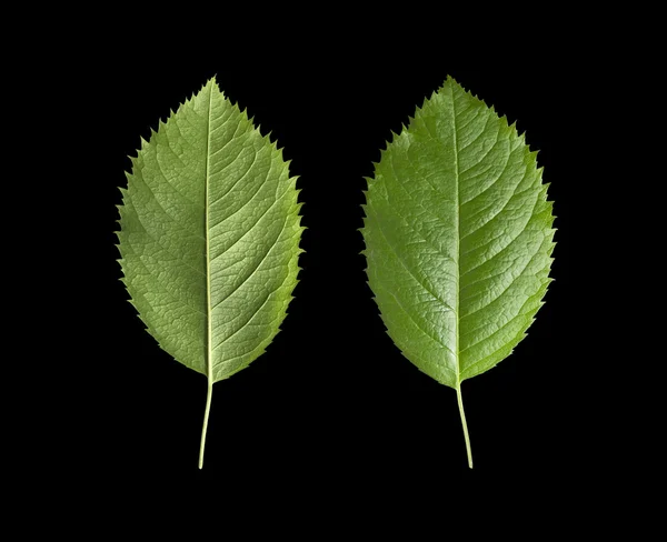 Folhas verdes isoladas — Fotografia de Stock