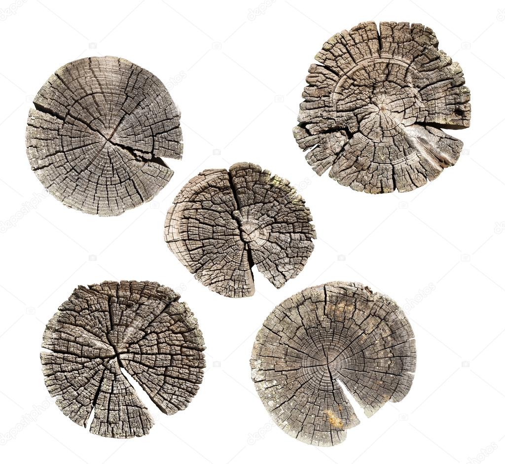 Set tree trunk cross-section isolated
