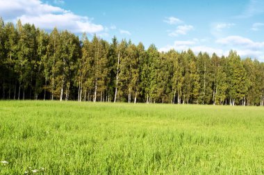 çim alan mavi gökyüzü altında.