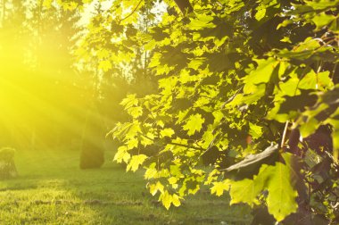 Güneş ışığındaki yeşil orman