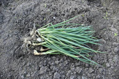 Demet yeşil soğan yere.