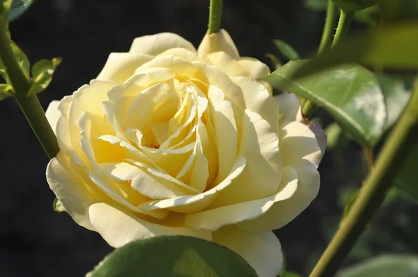 Gele roos in de tuin. — Stockfoto