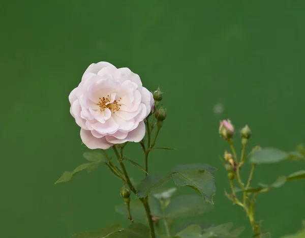 Roze roos in de tuin. — Stockfoto