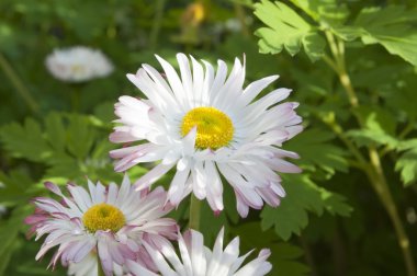 Bahçede beyaz çiçekler.