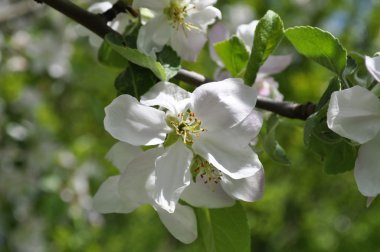 Çiçekli elma ağacı..