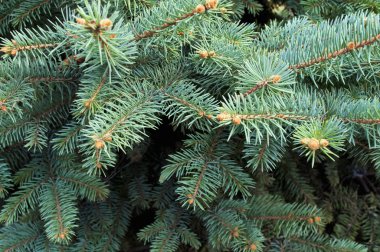 yeşil çam dalları.