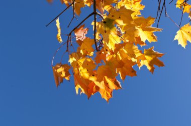 Sonbahar akçaağaç yaprakları.