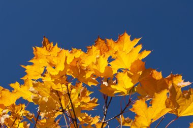 Sonbahar akçaağaç yaprakları.