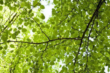 Aşağıdan yeşil orman görüntülemek.