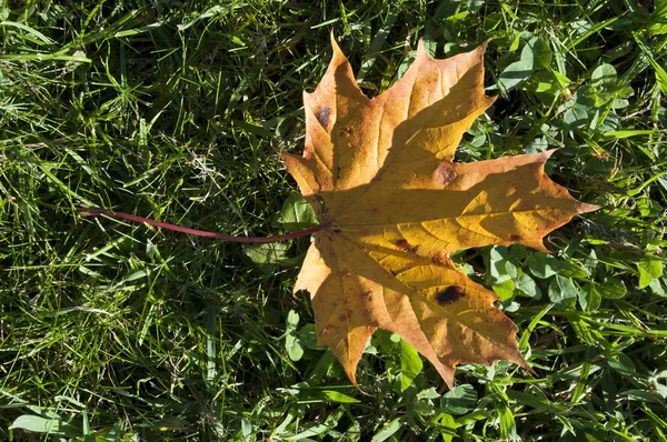 Foglia d'acero autunnale. — Foto Stock